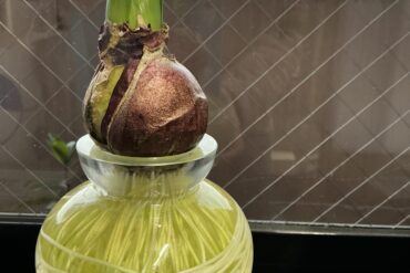 ヒヤシンス🪻咲きましたが、、、