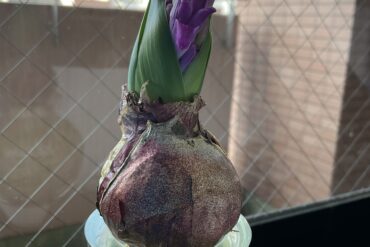 今日のヒヤシンス🪻