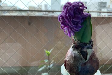 今日のヒヤシンス🪻