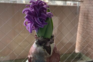 今日のヒヤシンス🪻