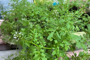 PCAポンプ研修会